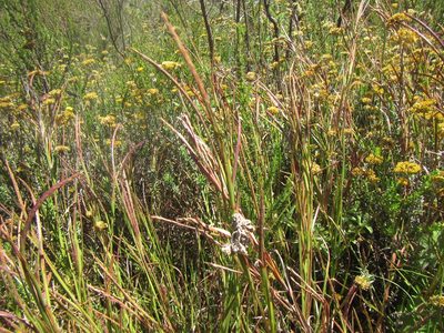 Hemarthria altissima, photographed by douglaseustonbrown