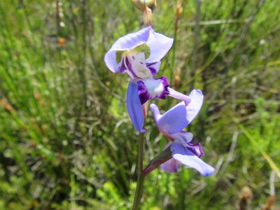 Disa graminifolia, photographed by douglaseustonbrown