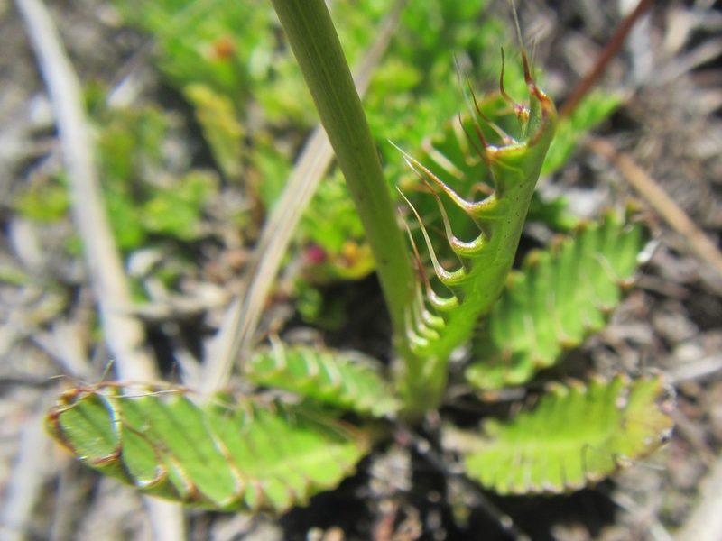 Alepidea capensis, photographed by douglaseustonbrown
