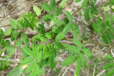 Havardia albicans, photographed by Sebastián de Jesús Herrera Buenfil