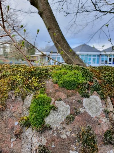 Grimmia dissimulata, photographed by Jonathan Hughes