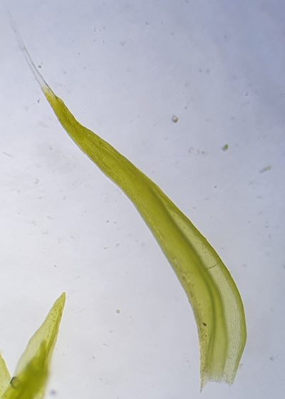 Grimmia dissimulata, photographed by Jonathan Hughes