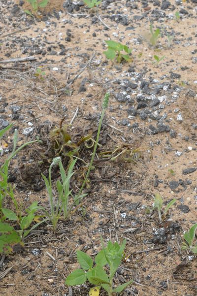 Plantago hookeriana, photographed by Dan Johnson