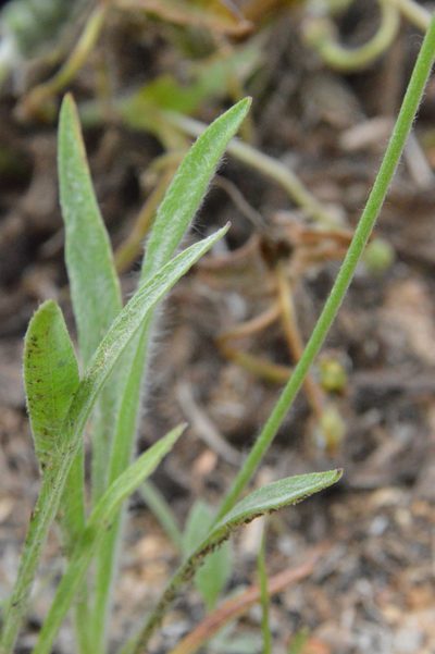 Plantago hookeriana, photographed by Dan Johnson