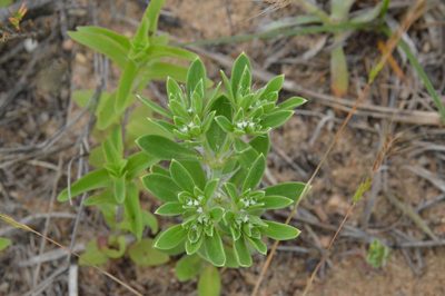 Paronychia drummondii, photographed by Dan Johnson