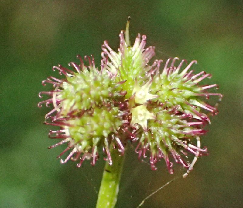 Sanicula elata, photographed by Nicola van Berkel