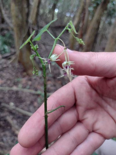Ayenia urticifolia, photographed by demianlescano