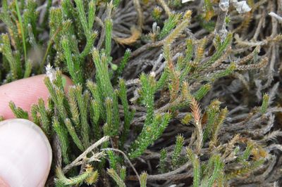 Selaginella corallina, photographed by Dan Johnson