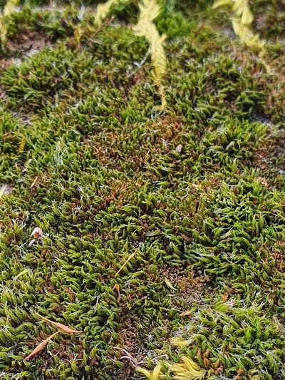 Grimmia dissimulata, photographed by Jonathan Hughes