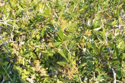 Berberis ruscifolia, photographed by demianlescano