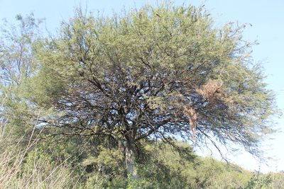 Neltuma nigra, photographed by demianlescano