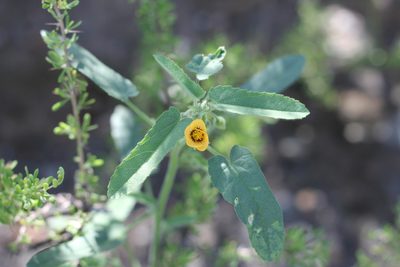 Gaya parviflora, photographed by Romi Galeota Lencina