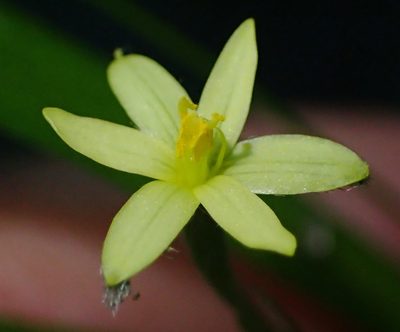 Hypoxis angustifolia, photographed by Nicola van Berkel