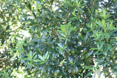 Myrsine laetevirens, photographed by demianlescano
