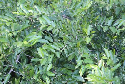 Celtis spinosa, photographed by demianlescano