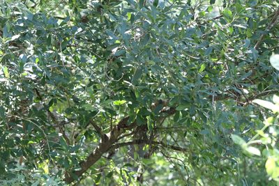 Myrsine laetevirens, photographed by demianlescano