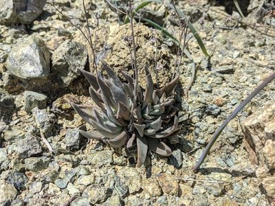 Dudleya abramsii, photographed by Nora Bales