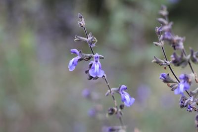 Salvia cuspidata, photographed by Romi Galeota Lencina