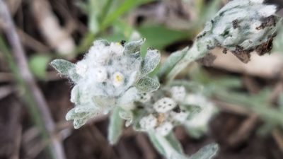 Diaperia verna, photographed by Chris Hughes