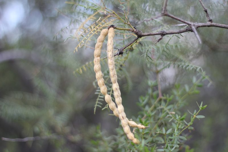 Neltuma flexuosa, photographed by Romi Galeota Lencina
