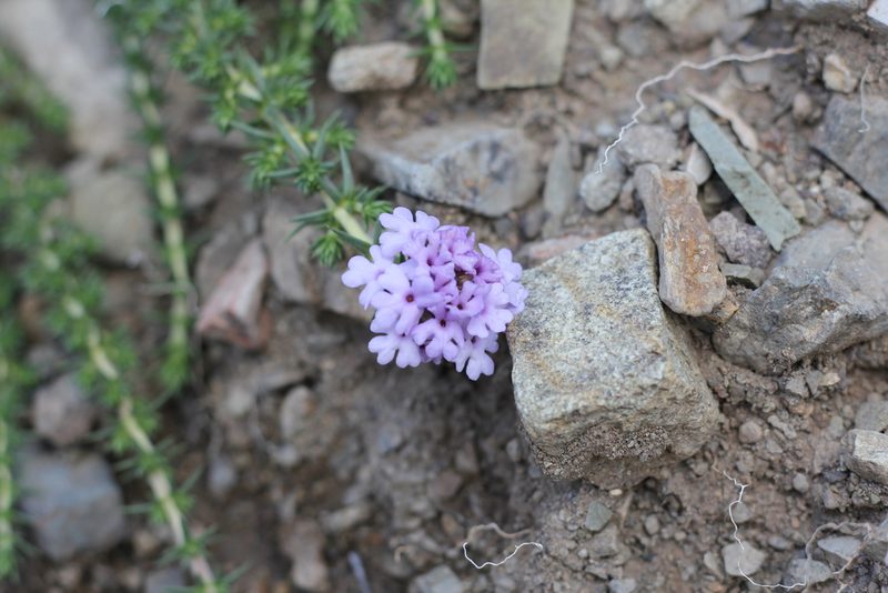 Junellia juniperina, photographed by Romi Galeota Lencina