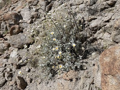 Encelia ravenii, photographed by Jim Riley