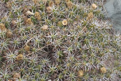 Maihueniopsis glomerata, photographed by Romi Galeota Lencina