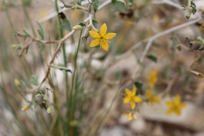 Mentzelia parvifolia, photographed by Romi Galeota Lencina