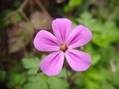 Geranium yeoi, photographed by Quinn Shemet