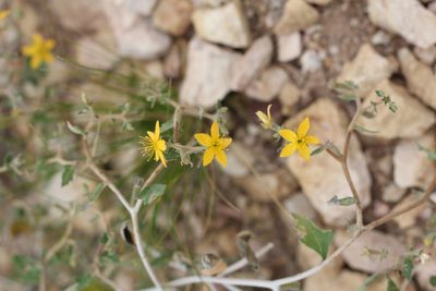 Mentzelia parvifolia, photographed by Romi Galeota Lencina