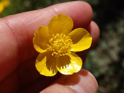 Ranunculus nigrescens, photographed by Carminda Santos