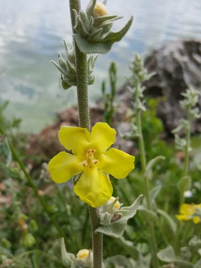Verbascum undulatum, photographed by Todd Boland