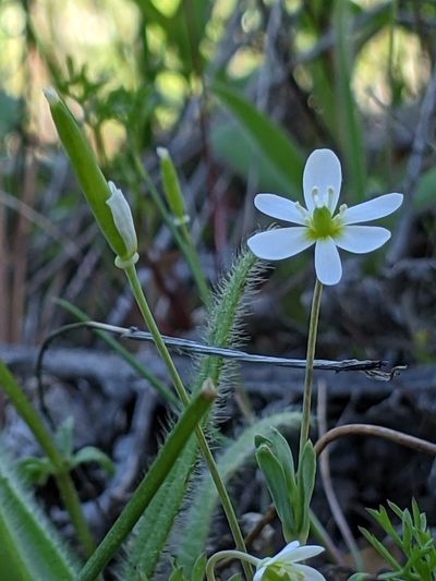 Meconella oregana, photographed by Ken-ichi Ueda