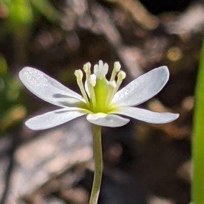 Meconella oregana, photographed by Ken-ichi Ueda