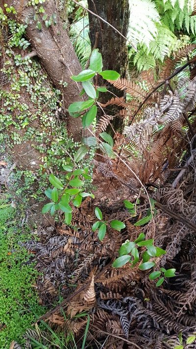 Gaultheria paniculata, photographed by Danielle Munster