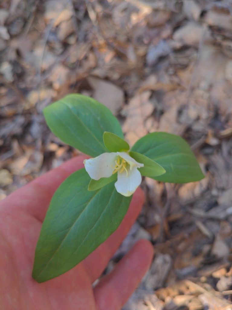 Trillium persistens, photographed by Sam Taylor