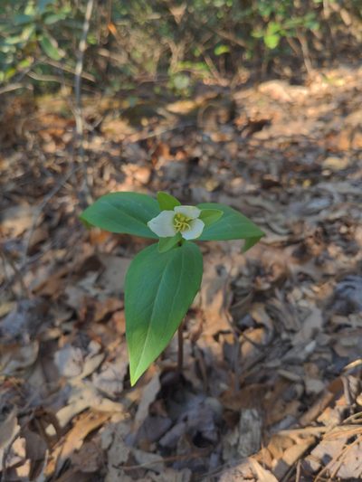Trillium persistens, photographed by Sam Taylor