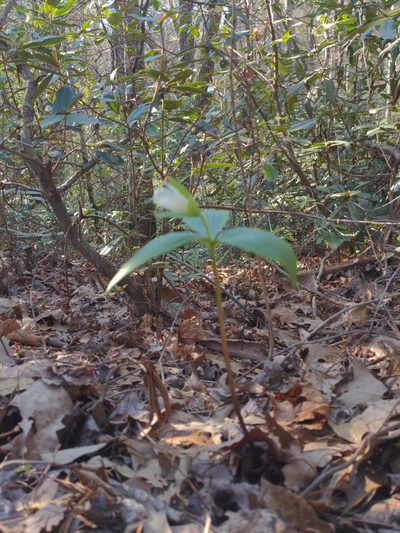 Trillium persistens, photographed by Sam Taylor