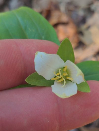 Trillium persistens, photographed by Sam Taylor