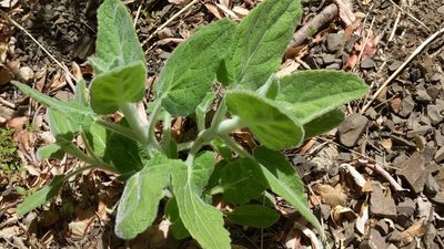 Stachys albens, photographed by George Williams