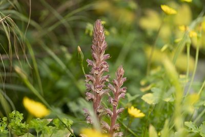 Orobanche pubescens, photographed by Eleftherios Katsillis