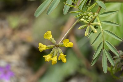 Hippocrepis multisiliquosa, photographed by Eleftherios Katsillis