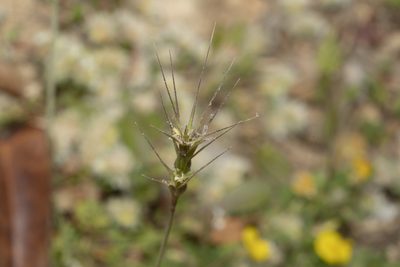 Aegilops biuncialis, photographed by Eleftherios Katsillis