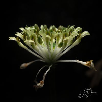 Malaxis excavata, photographed by Reinaldo de Oliveira Elias