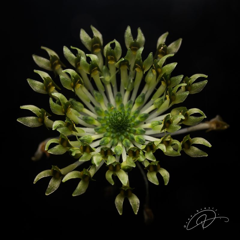 Malaxis excavata, photographed by Reinaldo de Oliveira Elias