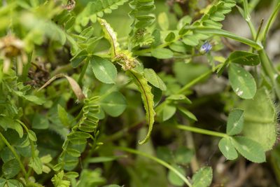 Biserrula pelecinus, photographed by Eleftherios Katsillis