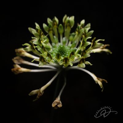 Malaxis excavata, photographed by Reinaldo de Oliveira Elias
