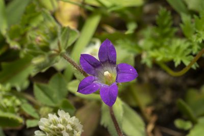 Campanula rhodensis, photographed by Eleftherios Katsillis