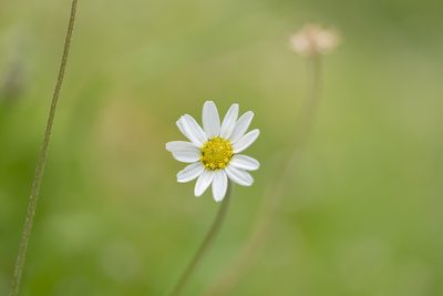 Anthemis chia, photographed by Eleftherios Katsillis
