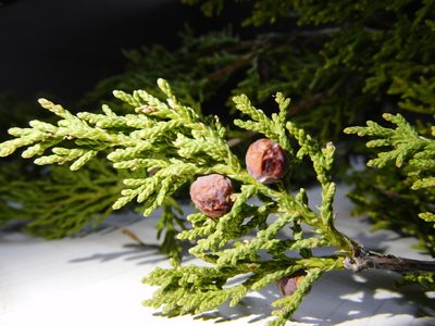 Juniperus pinchotii, photographed by Jonathan Rodriguez